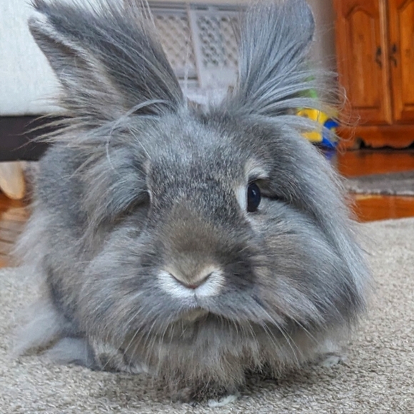 Meet your Posher, Jennifer - Picture 1 of 1